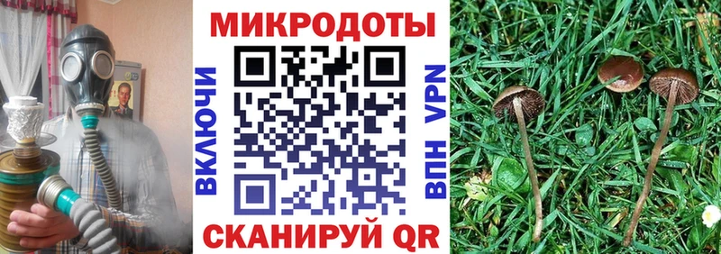 Галлюциногенные грибы Psilocybe Щёлкино
